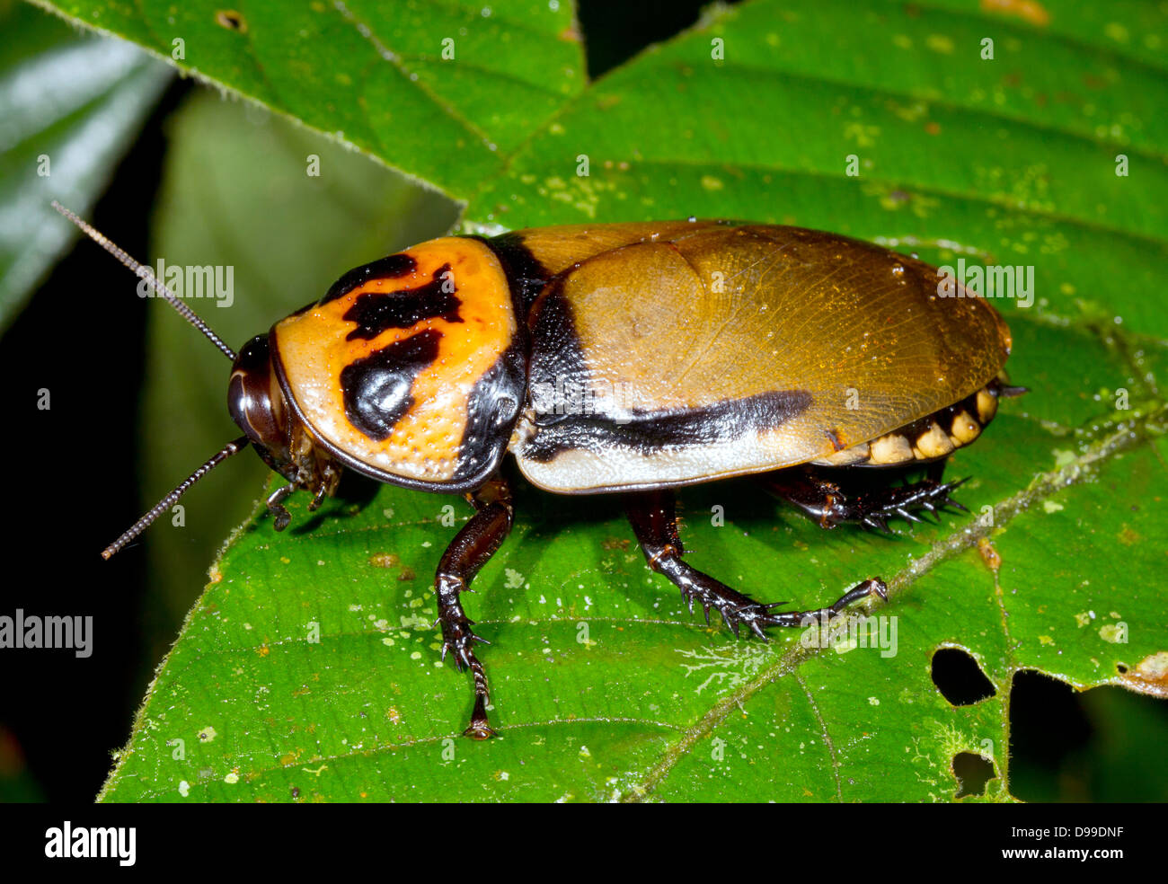 Grande scarafaggio arroccato su una foglia nella foresta pluviale sottobosco, Ecuador Foto Stock