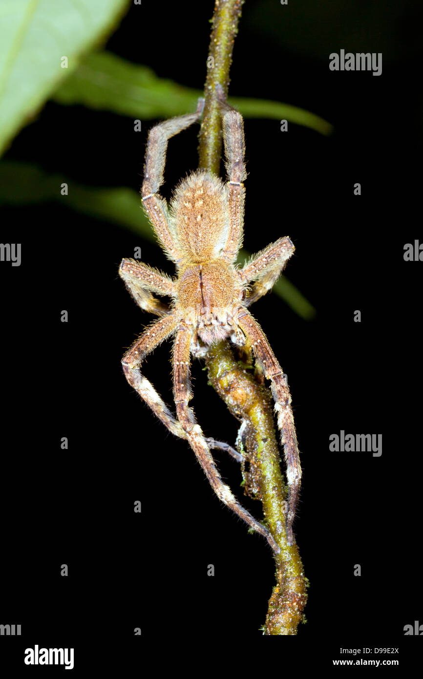 Vagabondaggio velenosi spider (Phoneutria sp.) su un ramo nella foresta pluviale, Ecuador Foto Stock