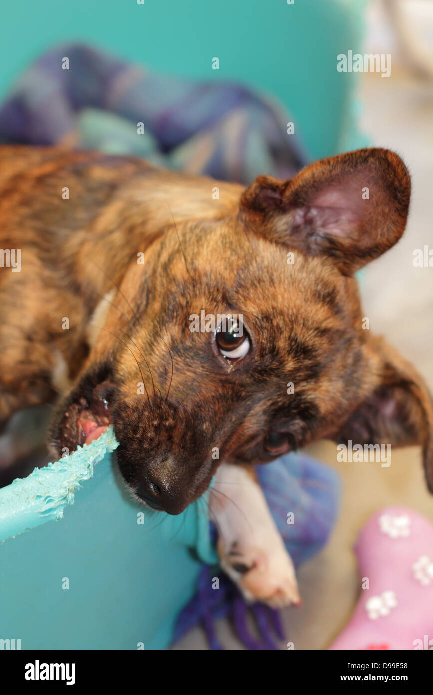 Cucciolo impertinente Foto Stock