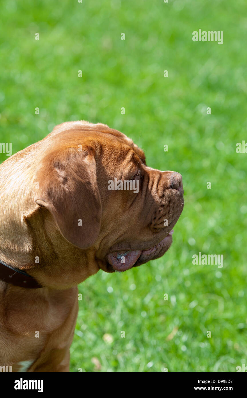 Dogue de Bordeaux, Francese Mastiff cane Foto Stock