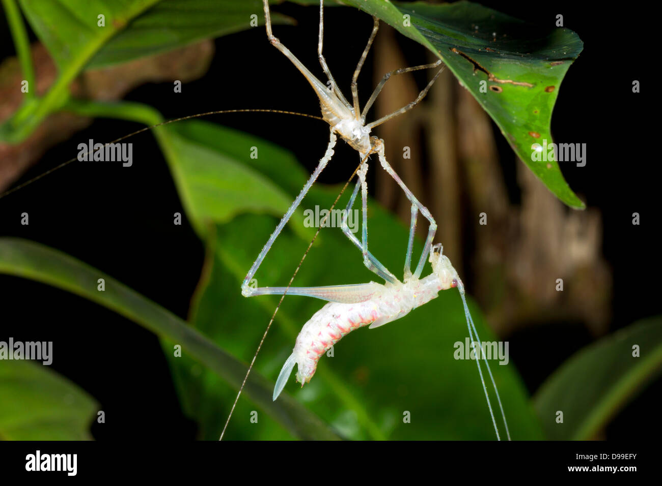Tropical bush cricket cambiando la sua pelle durante la notte nella foresta pluviale sottobosco, Ecuador Foto Stock