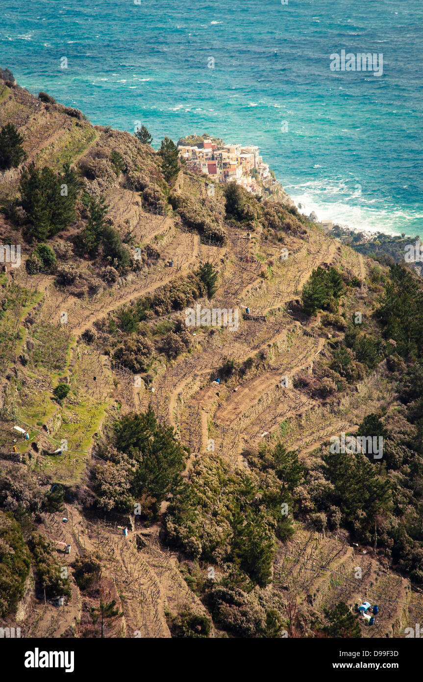 Vista di allevamento terrazze a Vernazza, Cinqueterre, Italia Foto Stock