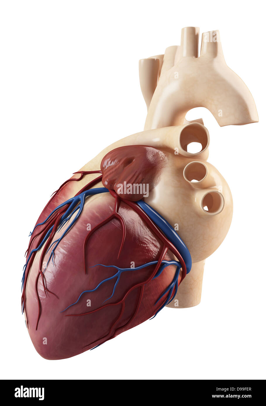 Anatomia di cuore la struttura interna Foto Stock