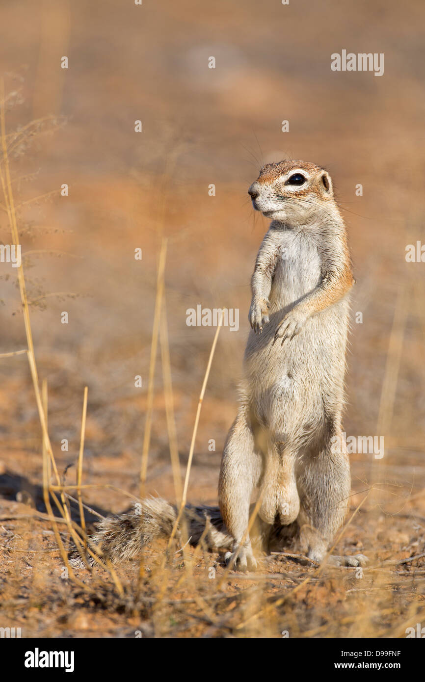 Kap-Borstenhörnchen, Capo di Massa, Scoiattolo Xerus inauris Foto Stock