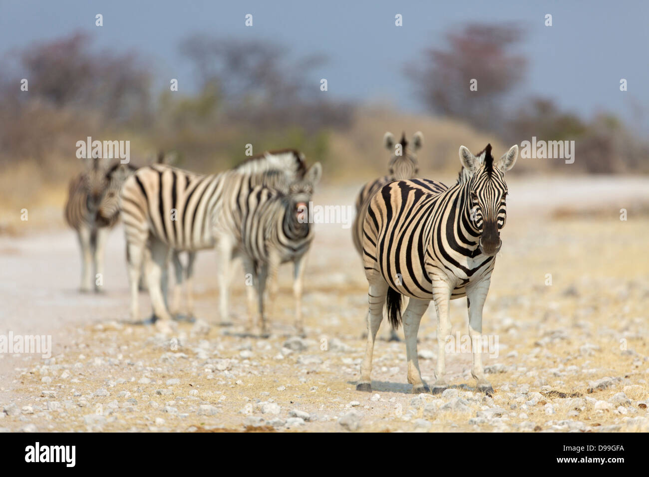 Le pianure zebra, comune zebra Burchell, la zebra, Equus quagga, pianure zebra, comune zebra Burchell, la zebra, Steppenzebra, Pferdeze Foto Stock