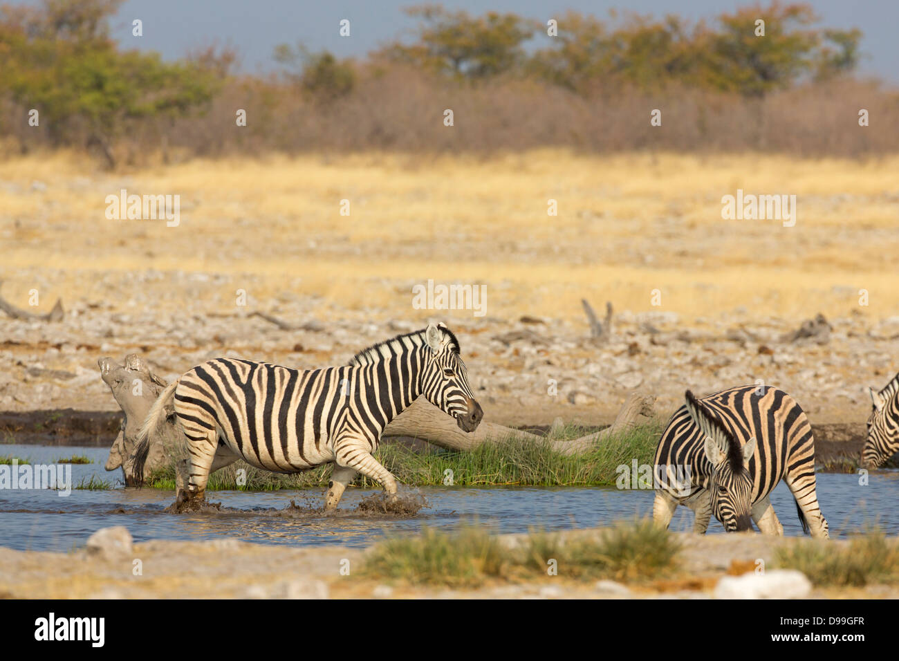 Le pianure zebra, comune zebra Burchell, la zebra, Equus quagga, pianure zebra, comune zebra Burchell, la zebra, Steppenzebra, Pferdeze Foto Stock