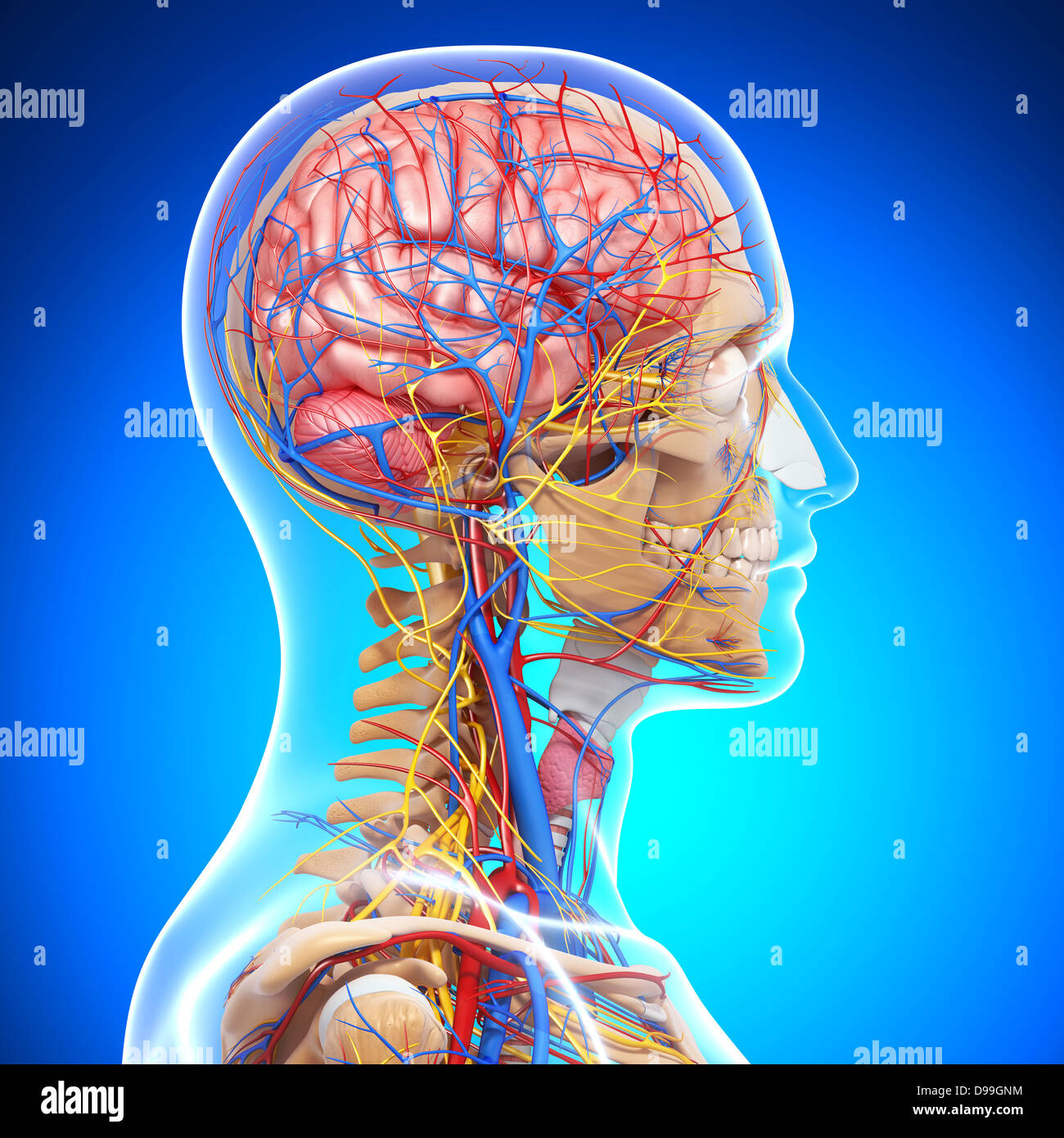 Il sistema circolatorio di testa umana anatomia Foto Stock