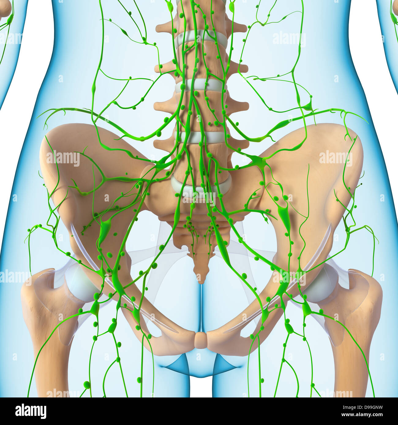 Sistema linfatico del corpo umano anatomia Foto Stock