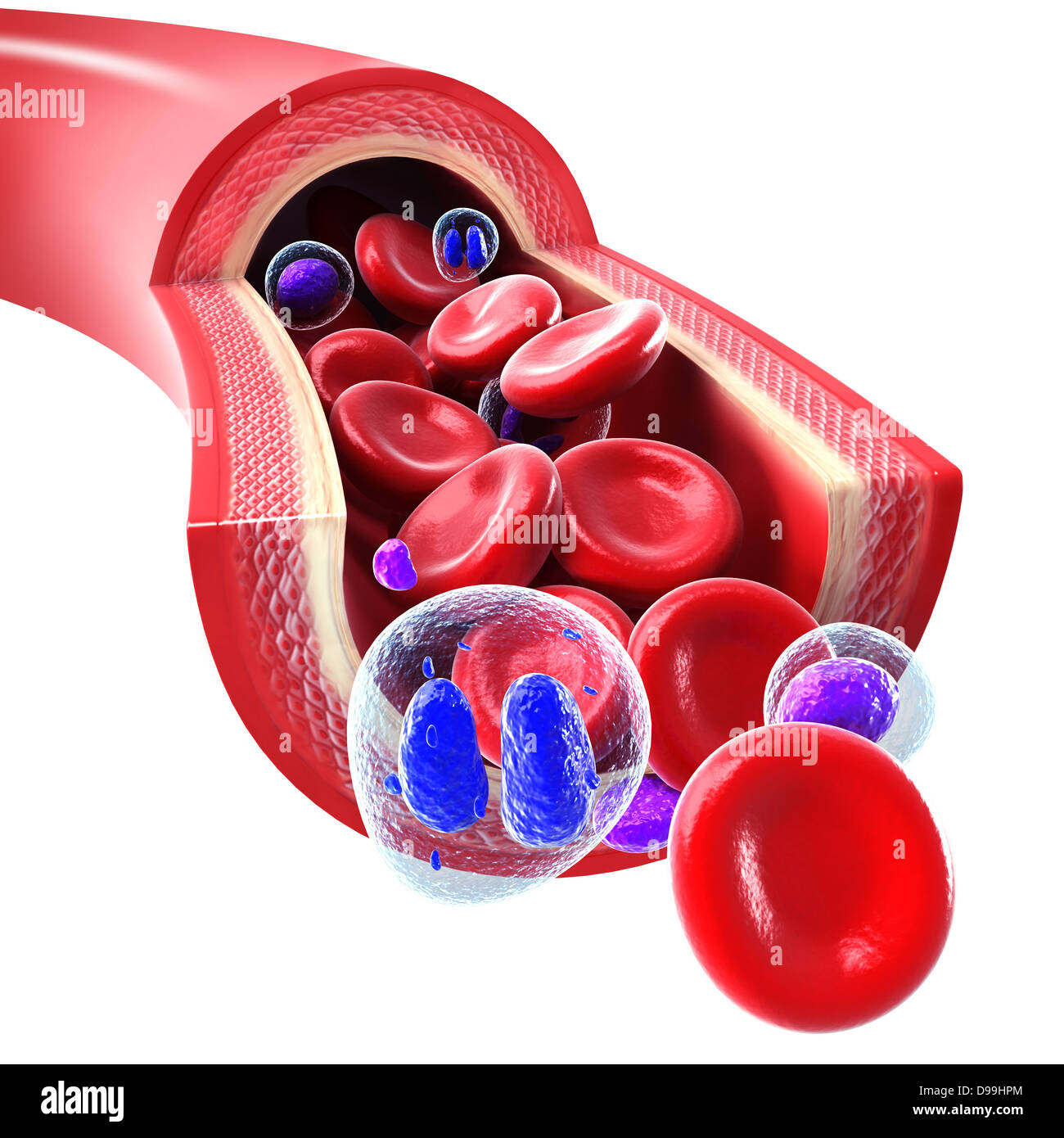 Le cellule rosse del sangue che fluisce attraverso una vena e l'arteria Foto Stock