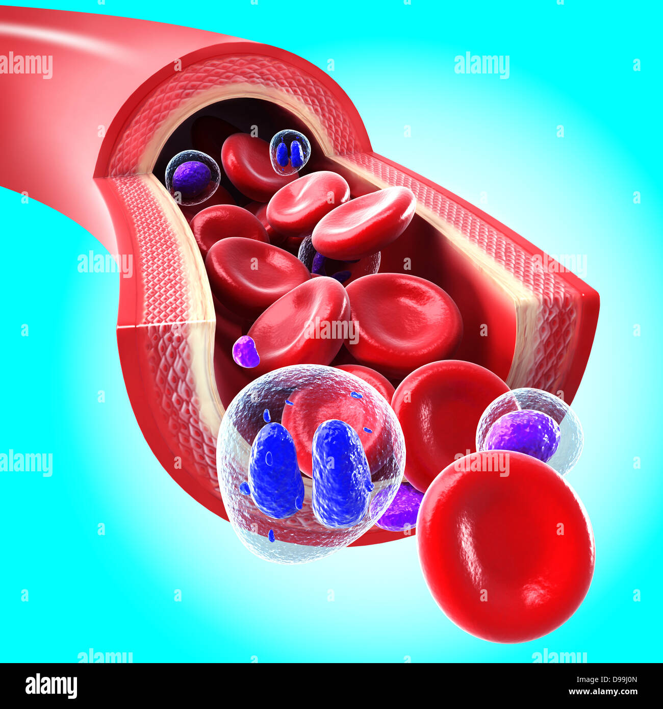 Le cellule rosse del sangue che fluisce attraverso una vena e l'arteria Foto Stock