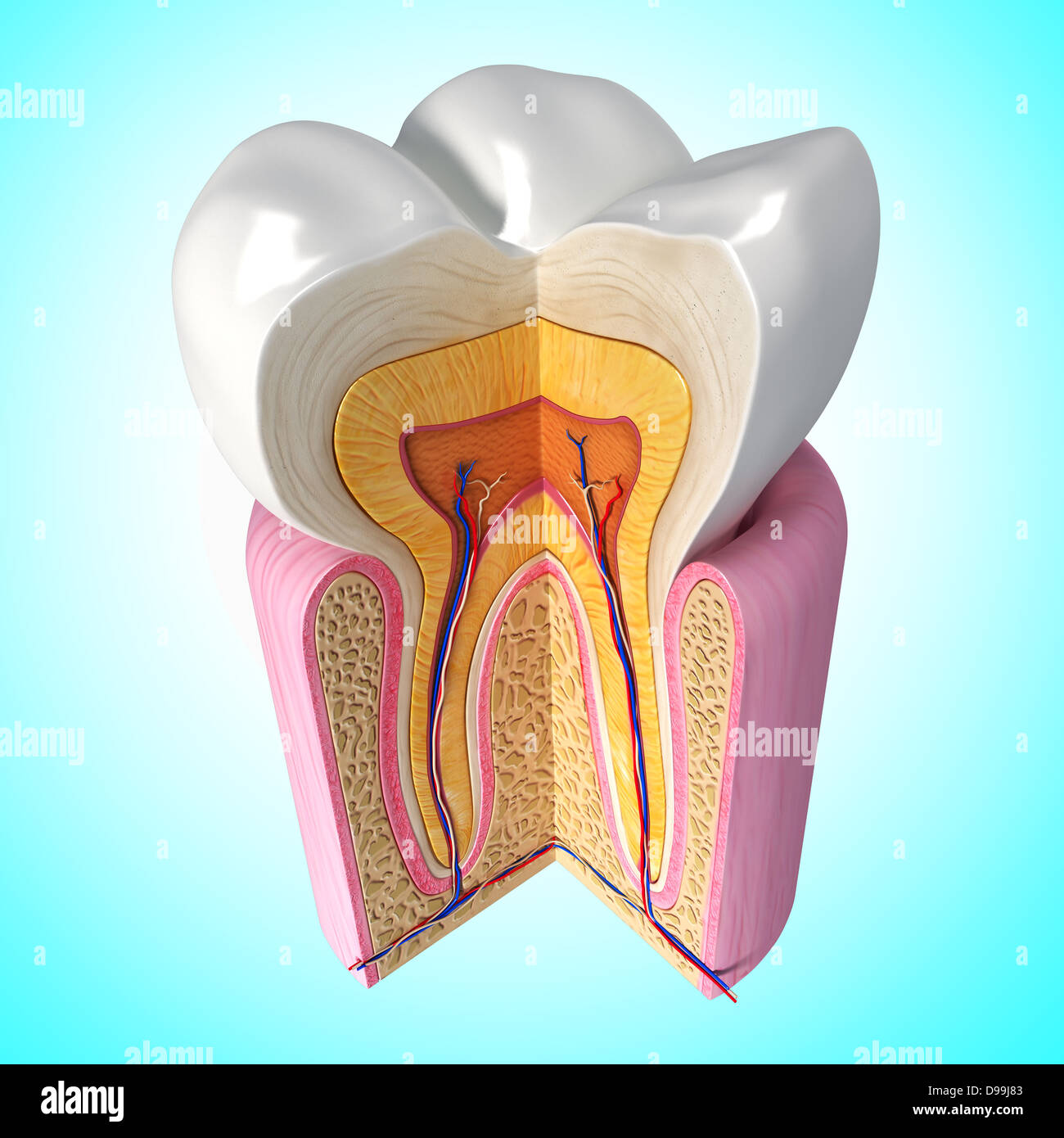 Anatomia di denti umani sezione trasversale Foto Stock