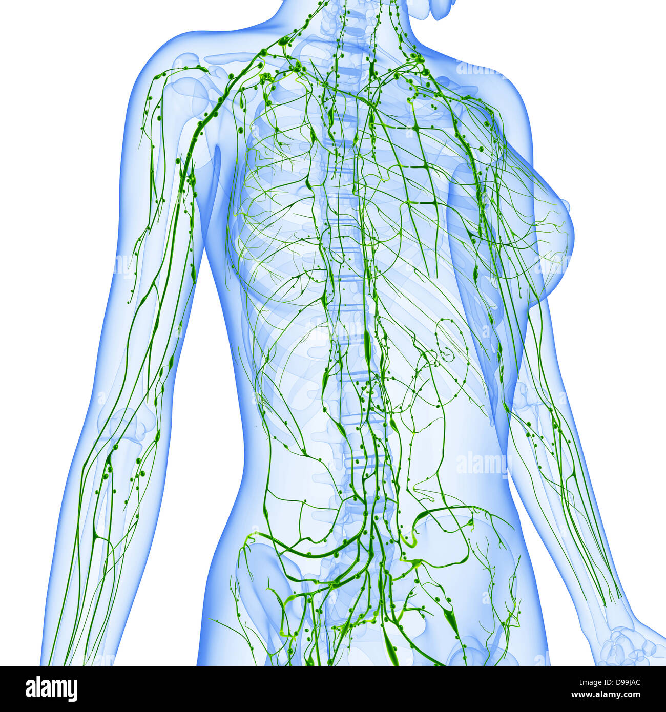 Sistema linfatico del corpo femmina Foto Stock