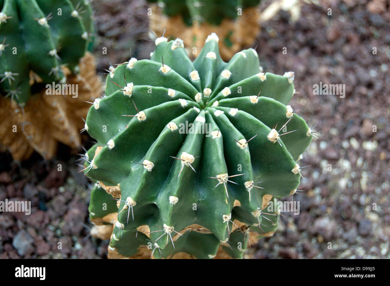 Cactus verde Foto Stock