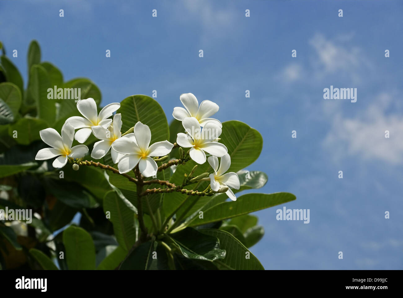 Bloom su Frangipani Tree con cielo blu sullo sfondo Foto Stock