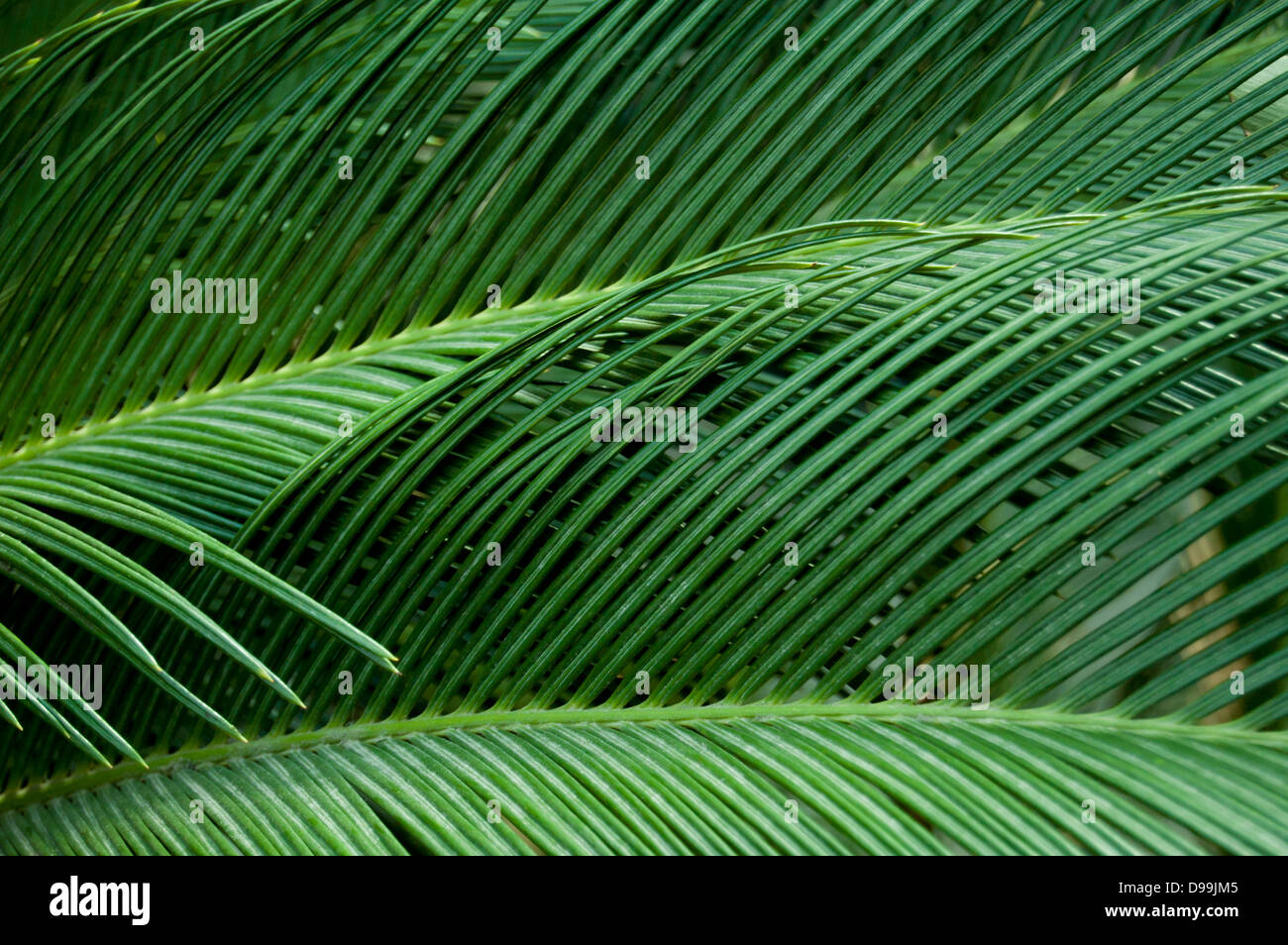 Foglie di palma Foto Stock