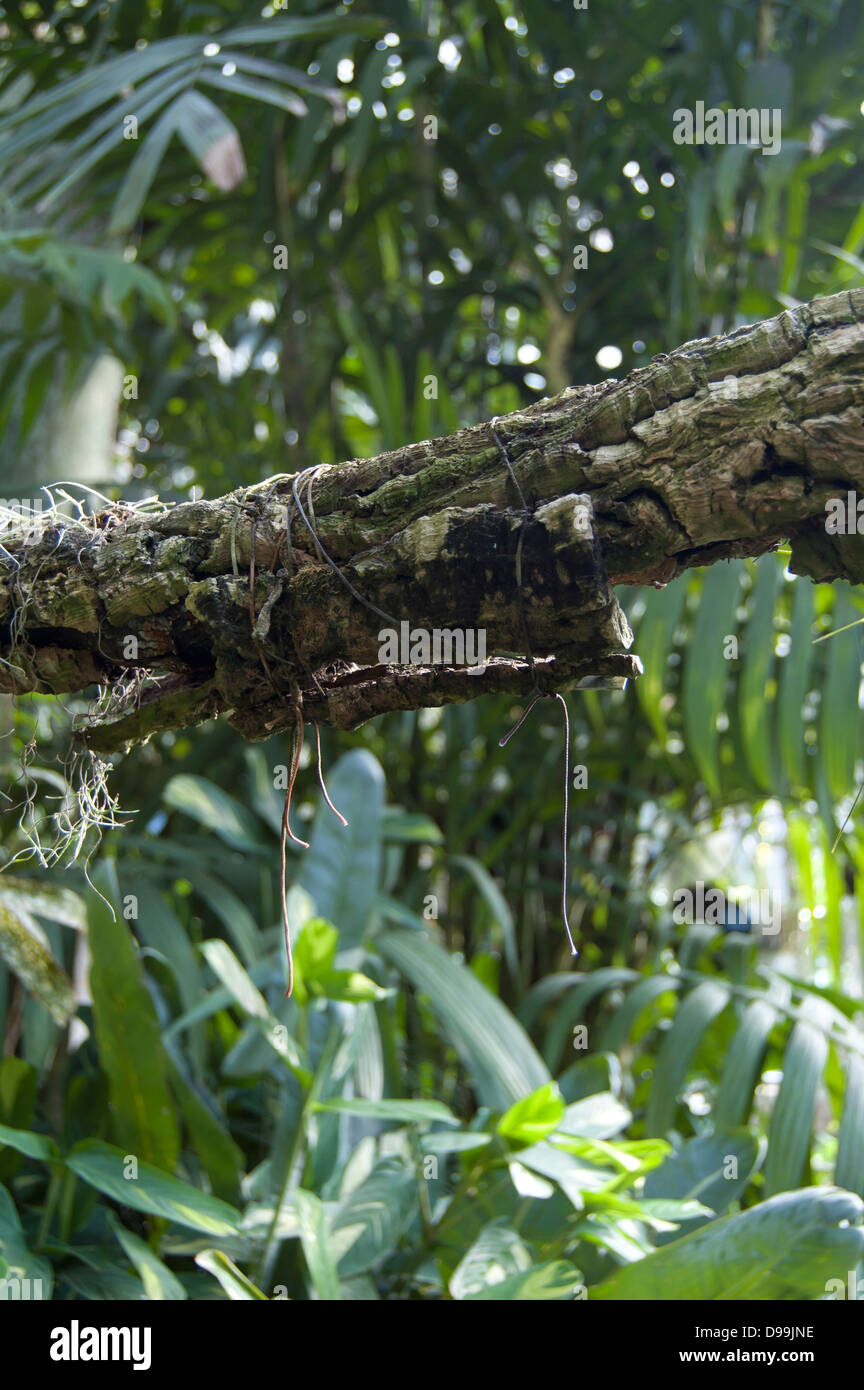 La foresta tropicale con piante differenti Foto Stock