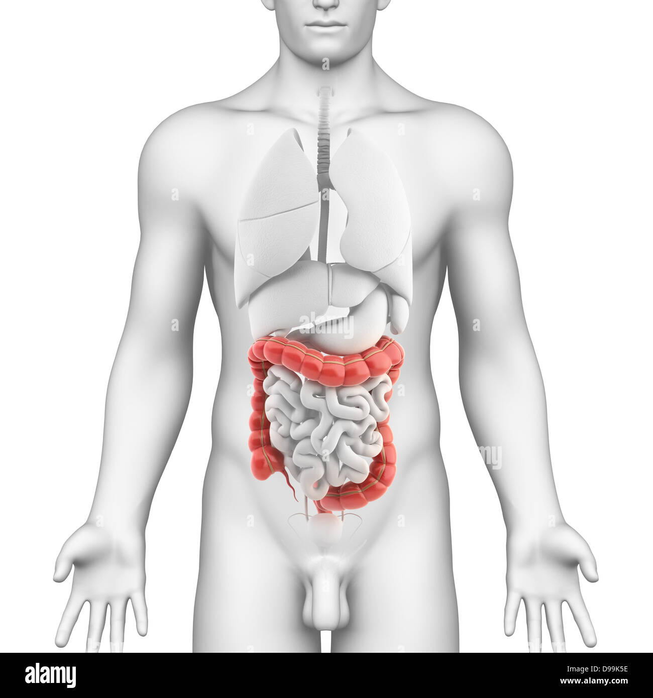 Maschio di intestino crasso anatomia Foto Stock