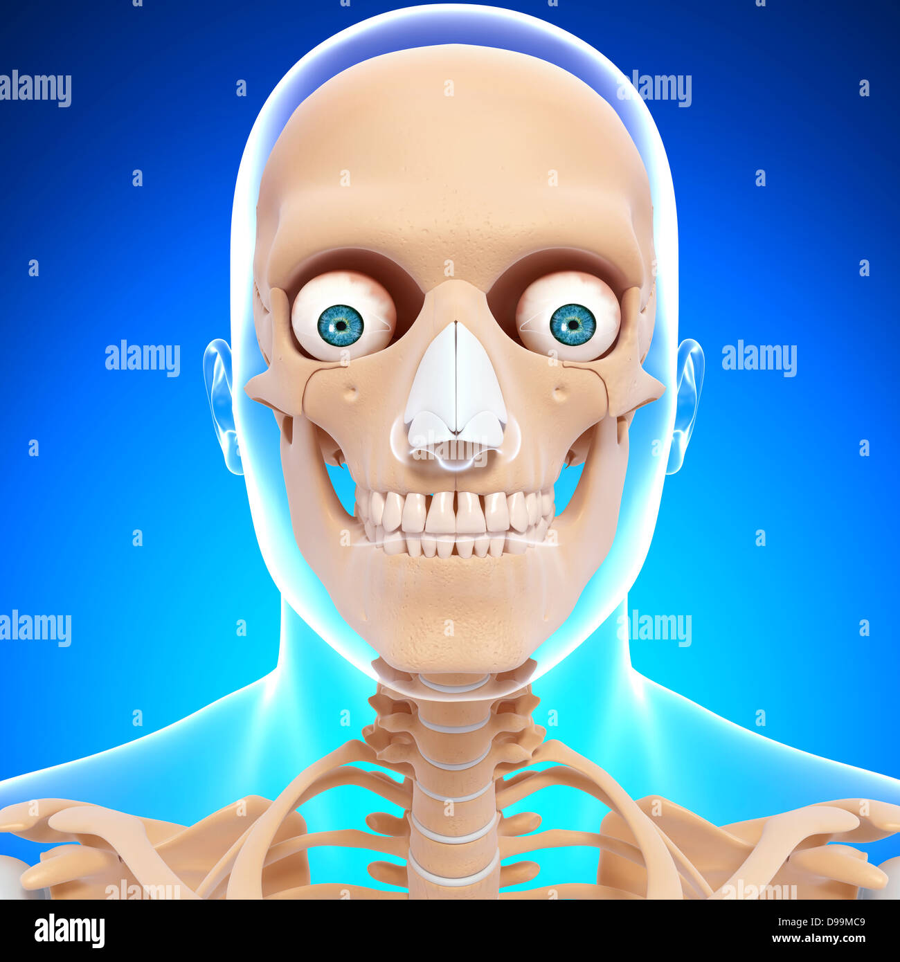 Testa umana anatomia con sistema nervoso Foto Stock