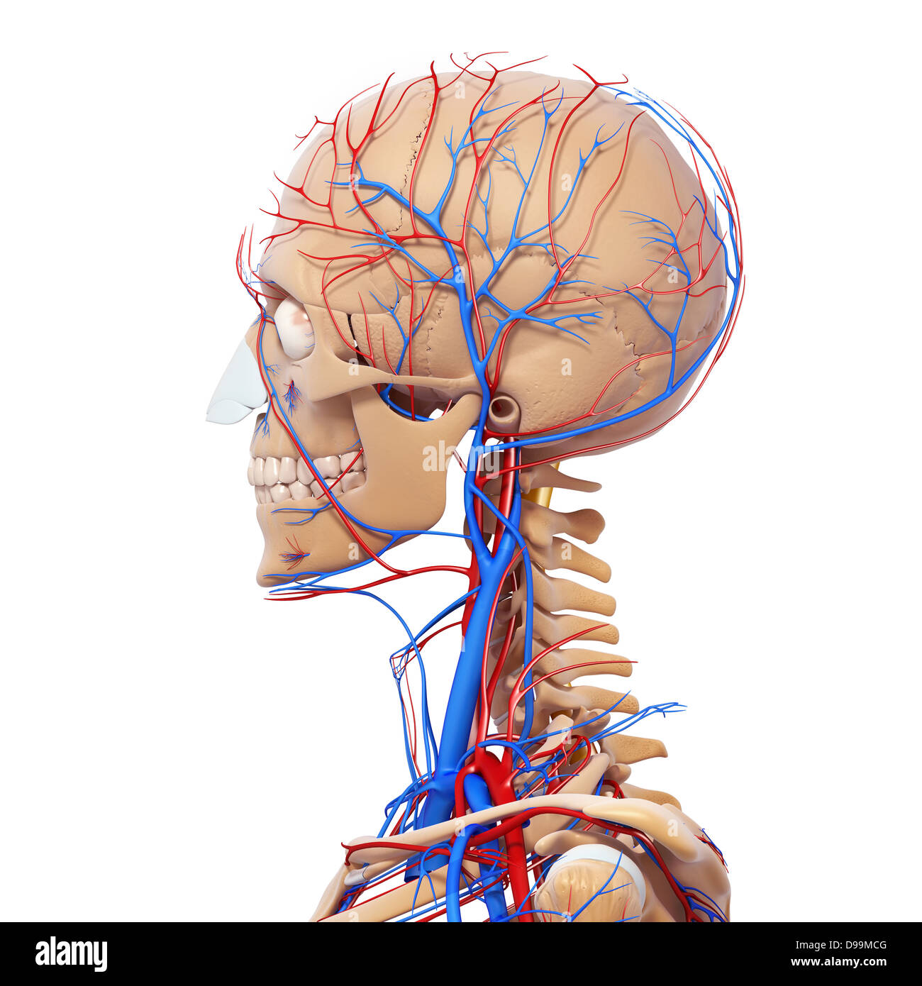 Il sistema circolatorio di testa umana anatomia Foto Stock