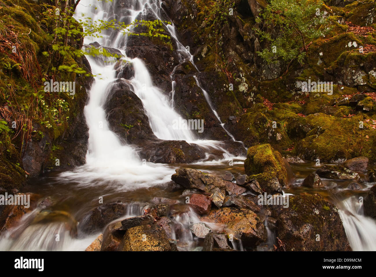 Willygrass Gill cascata in The Borrowdale vallata del Parco Nazionale del Distretto dei Laghi. Foto Stock