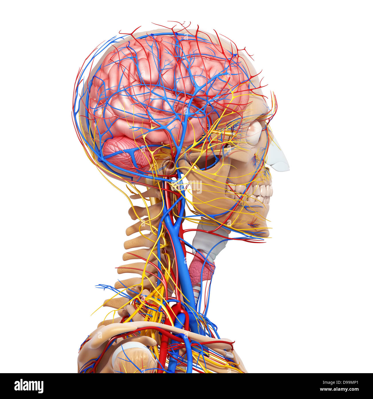 Il sistema circolatorio di testa umana anatomia Foto Stock