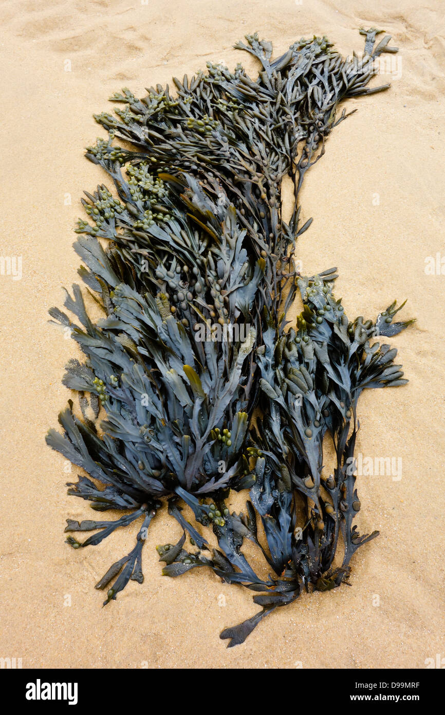 Alghe sulla spiaggia wrack della vescica fucus vasiculosus Foto Stock