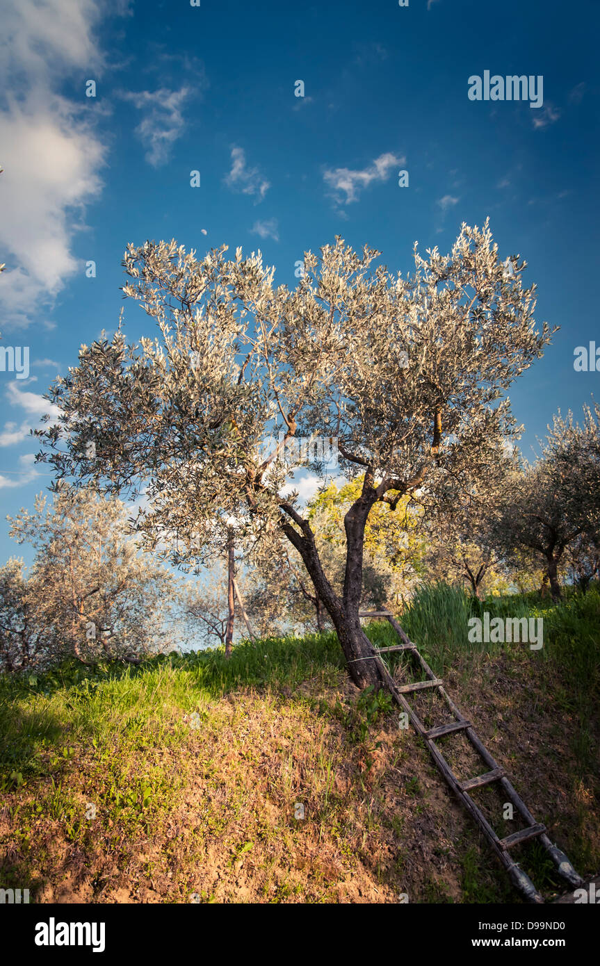 Alberi di ulivo con scaletta contro un cielo blu, vicino Siena, Toscana, Italia Foto Stock