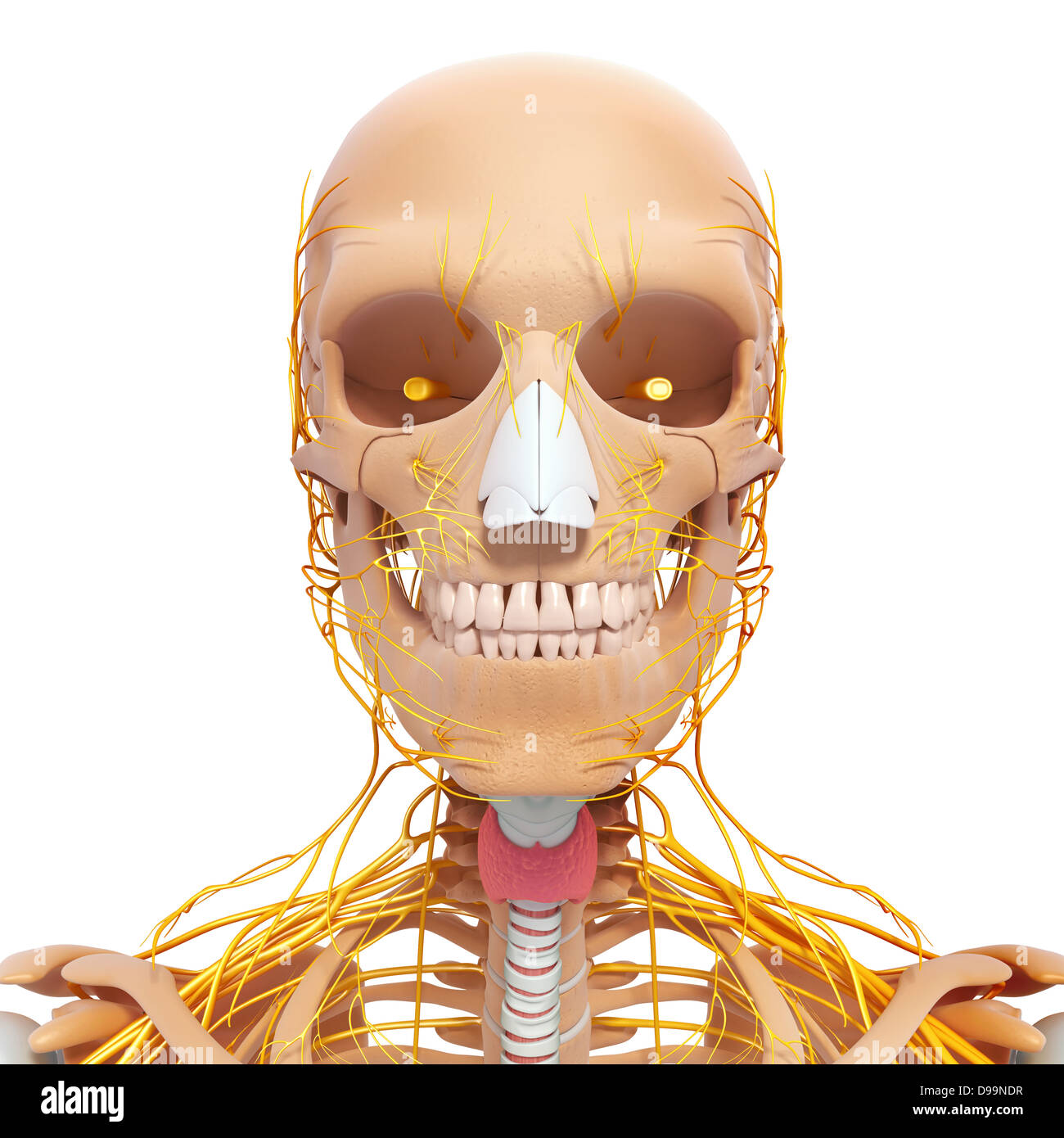 Testa umana anatomia con sistema nervoso Foto Stock