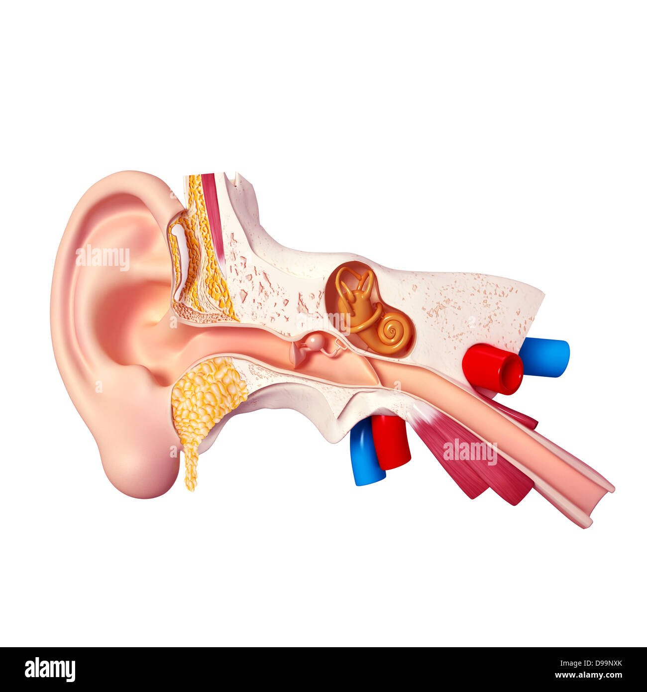 FXQ Modello Anatomico Dell'Orecchio Interno | Labirinto Osseo E Membranoso Staccabile | In PVC Per Studio Medico E Didattica - 2
