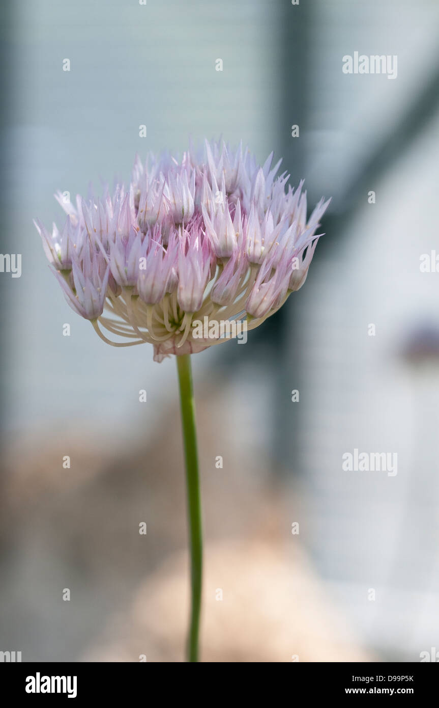 Allium umbilicatum Foto Stock