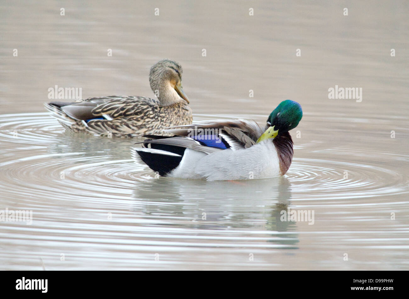 Il germano reale (Anas platyrhynchos), preening coppia. Bosque del Apache National Wildlife Refuge, Socorro Co., New Mexico, negli Stati Uniti. Foto Stock