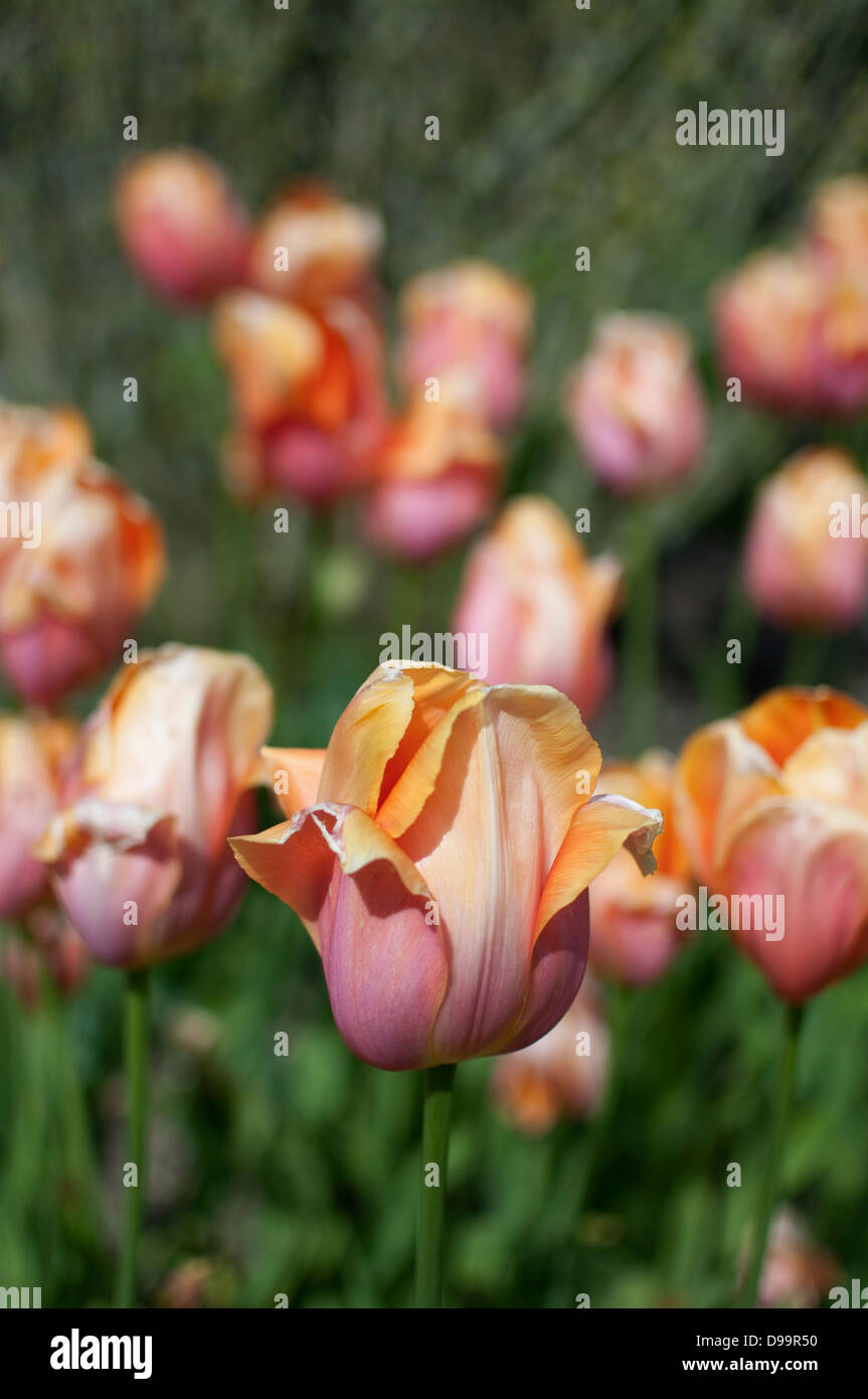 Rosa e Arancio tulipani Foto Stock