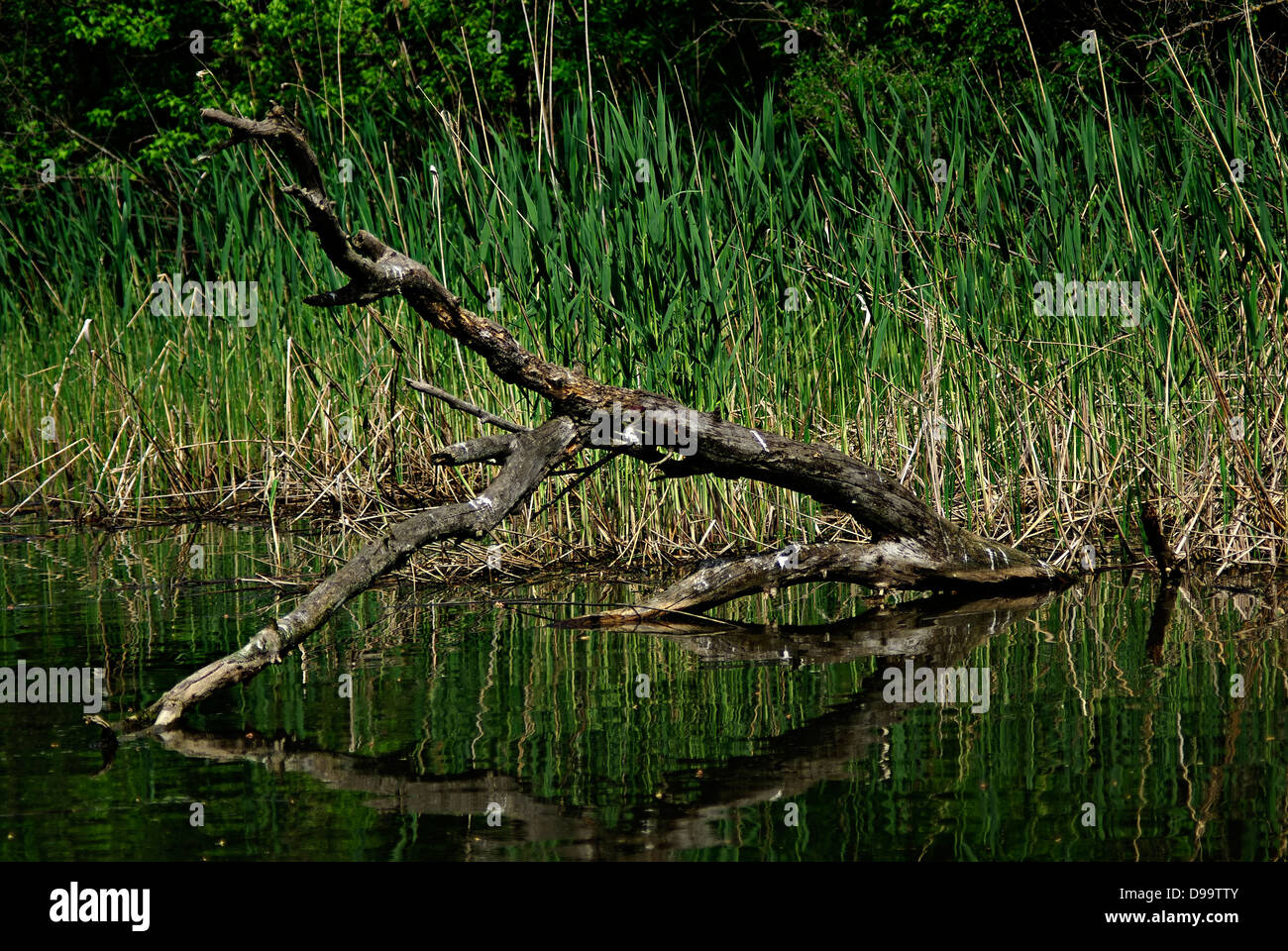 Lazy river che scorre attraverso il bosco selvatico, albero riflesso nell'acqua. Foto Stock