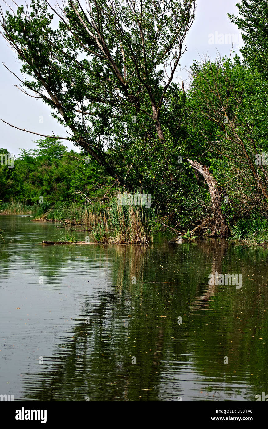 Lazy river che scorre attraverso il bosco selvatico, albero riflesso nell'acqua. Foto Stock