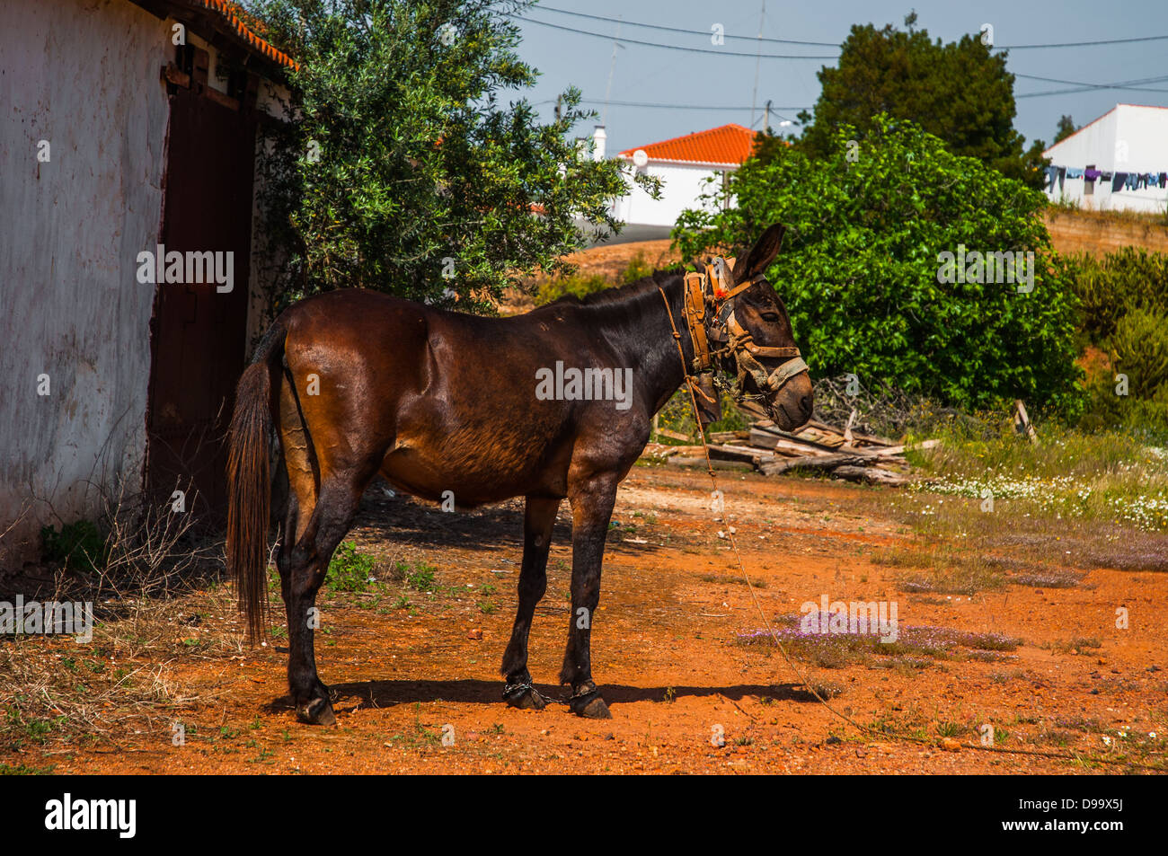 Asino Foto Stock