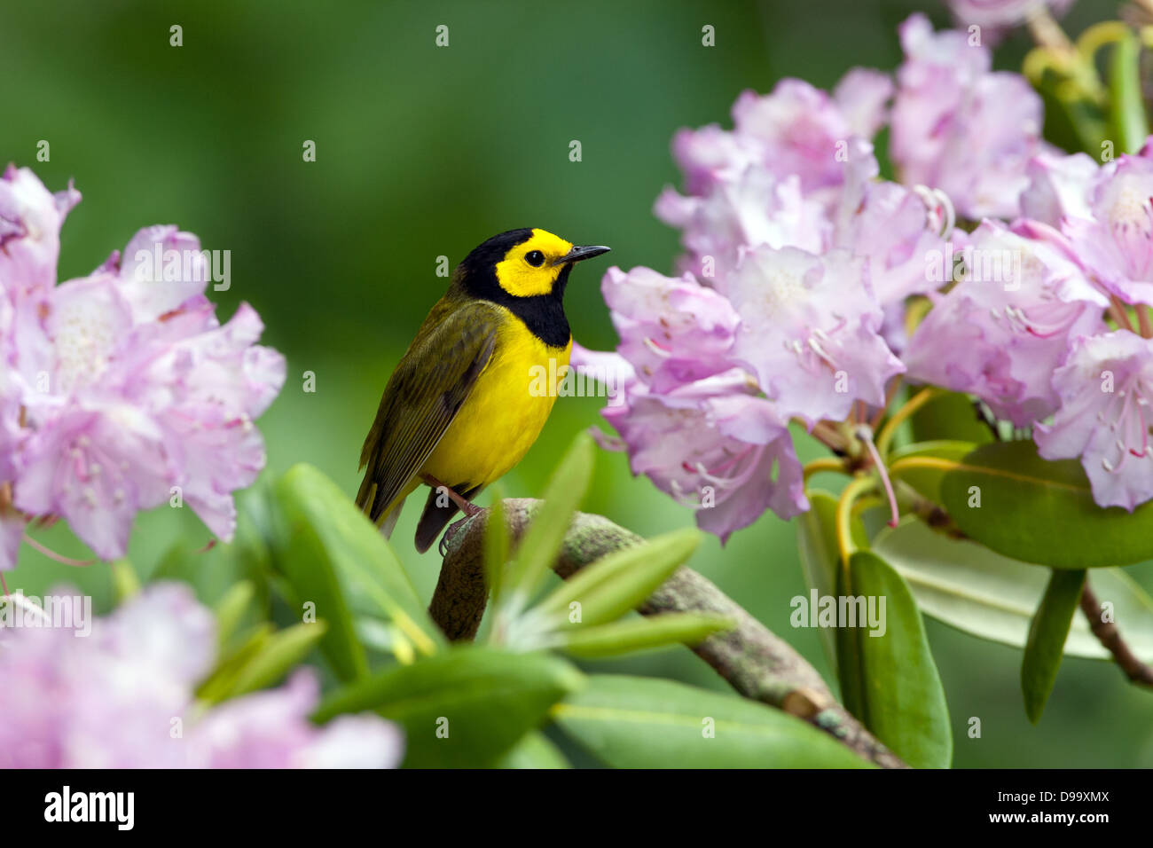 Hooded Warbler perching in Rhododendron Blossoms uccello songbird Ornitologia Scienza natura natura ambiente naturale Foto Stock