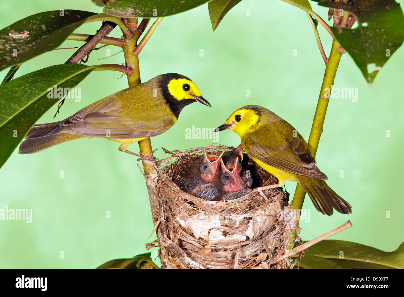 Hooded Warblers maschio femmina che perching a Nest con nestlings uccello songbird Ornithology Scienza natura Wildlife Environment Foto Stock