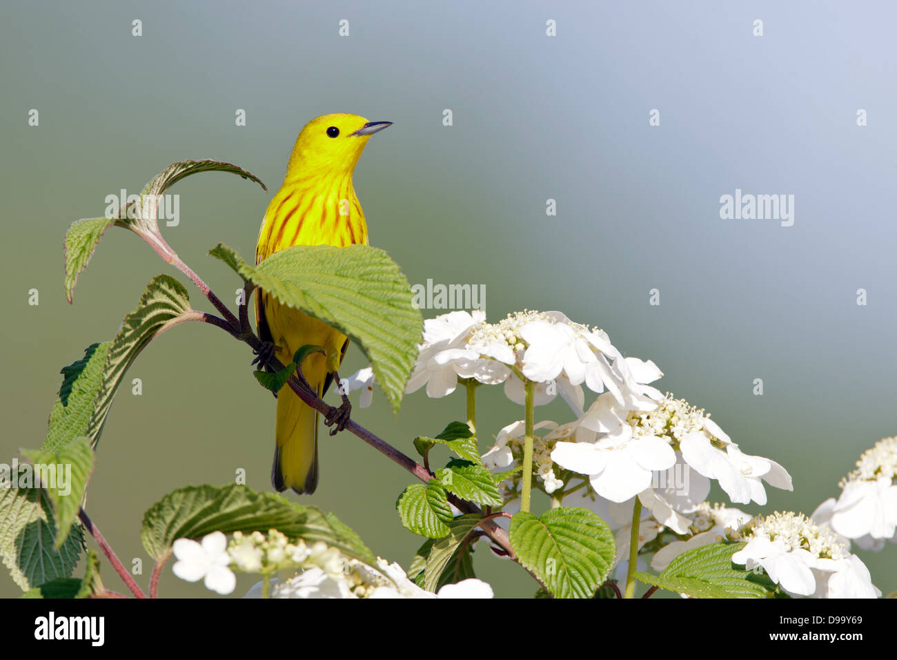 Giallo Warbler perching in Vibernum Blossoms uccello songbird Ornitologia Scienza natura natura ambiente naturale Foto Stock