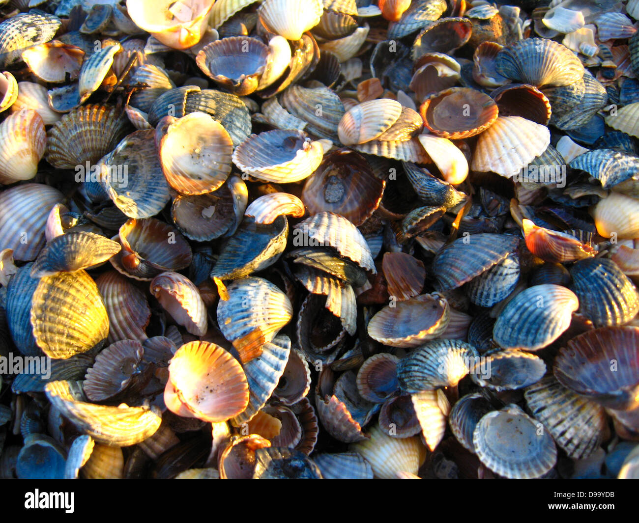 Motley e sfondo grigio di sabbia e cockleshells Foto Stock