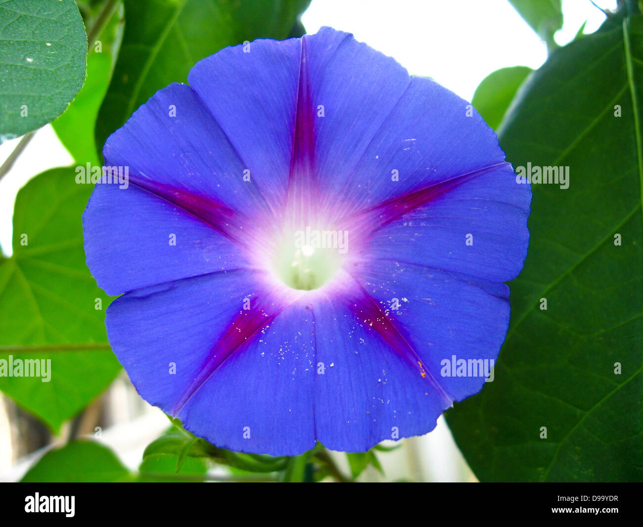 Bel fiore di blu ipomoea è molto motley Foto Stock