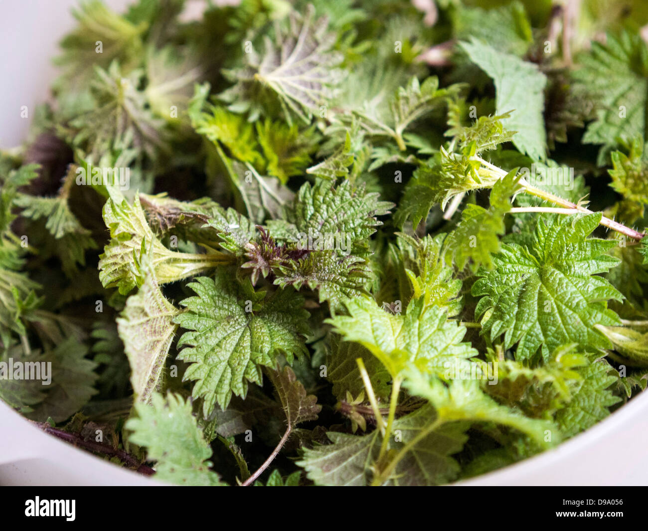 Ciotola di appena raccolti giovani gara ortica tops per preparare la zuppa di ortica Foto Stock