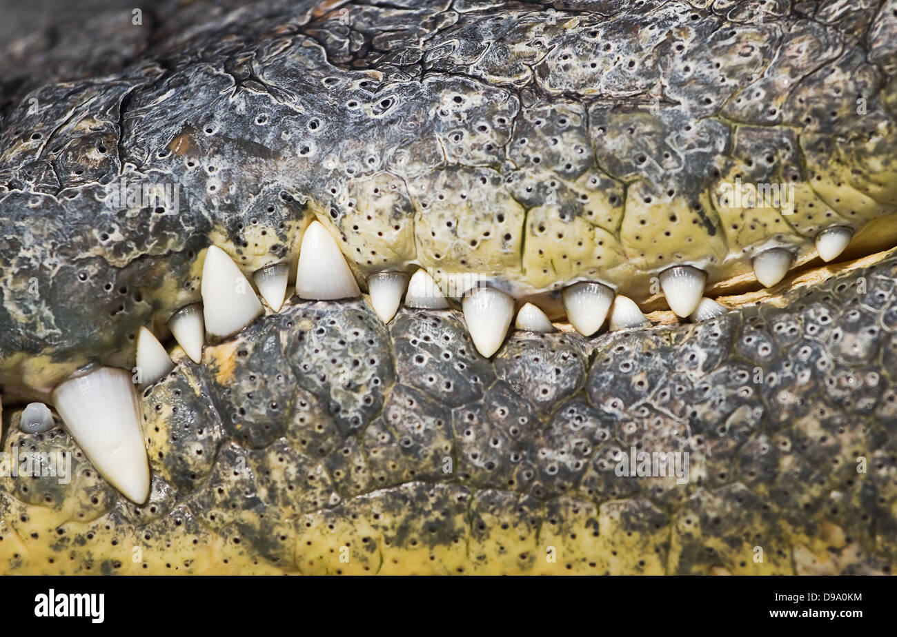 Close up scary fila di denti in coccodrillo becco lo sfondo Foto Stock