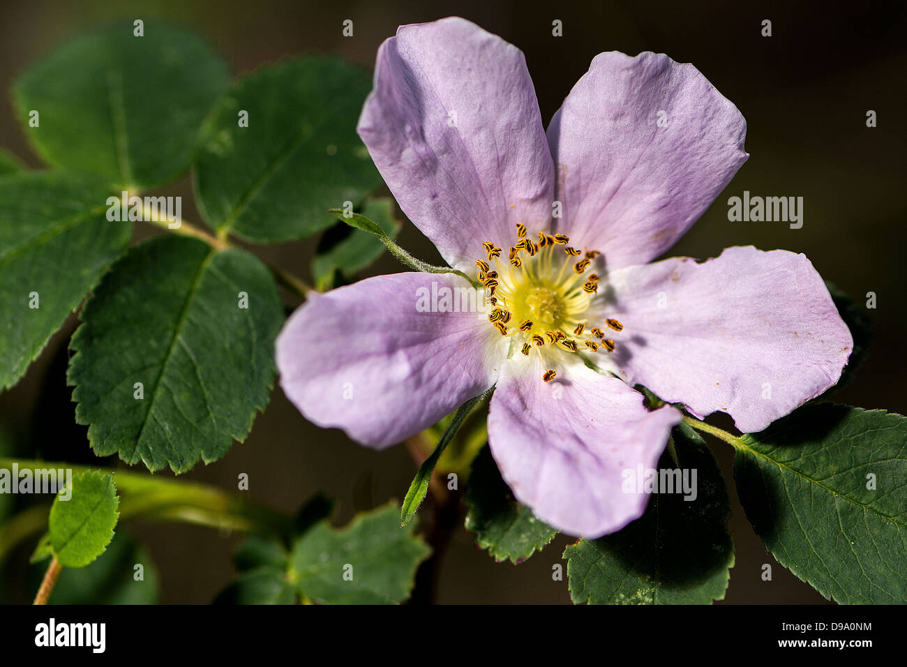 Alberta, Wild, Rosa, fiore, rosa, verde, giardino, Wild, bellezza Foto Stock