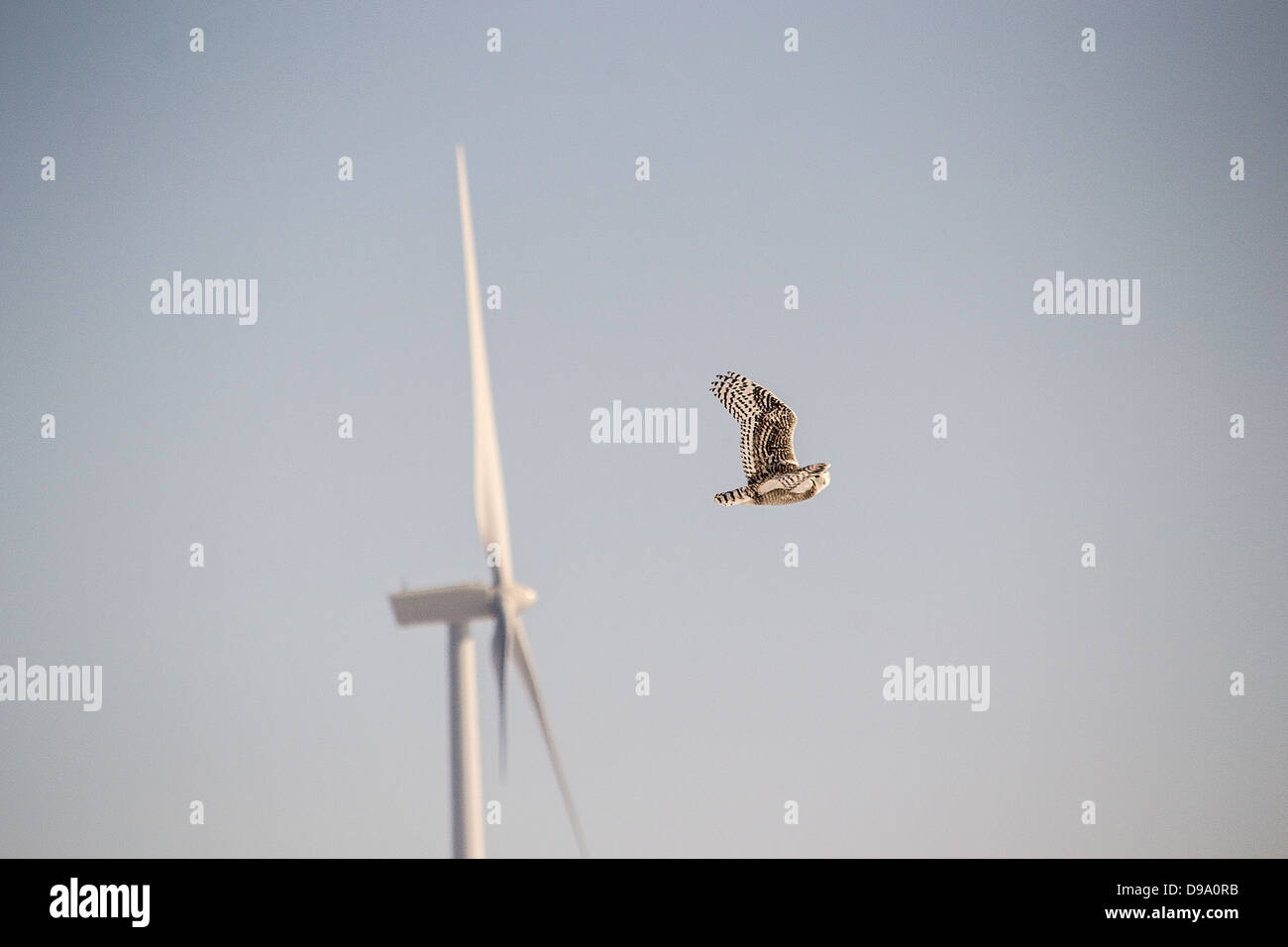 Civetta delle nevi, vento, verde, alimentazione, turbina, inventiva, paesaggio, ricino, Alberta, progetto di energia eolica, energia pulita, energia Foto Stock