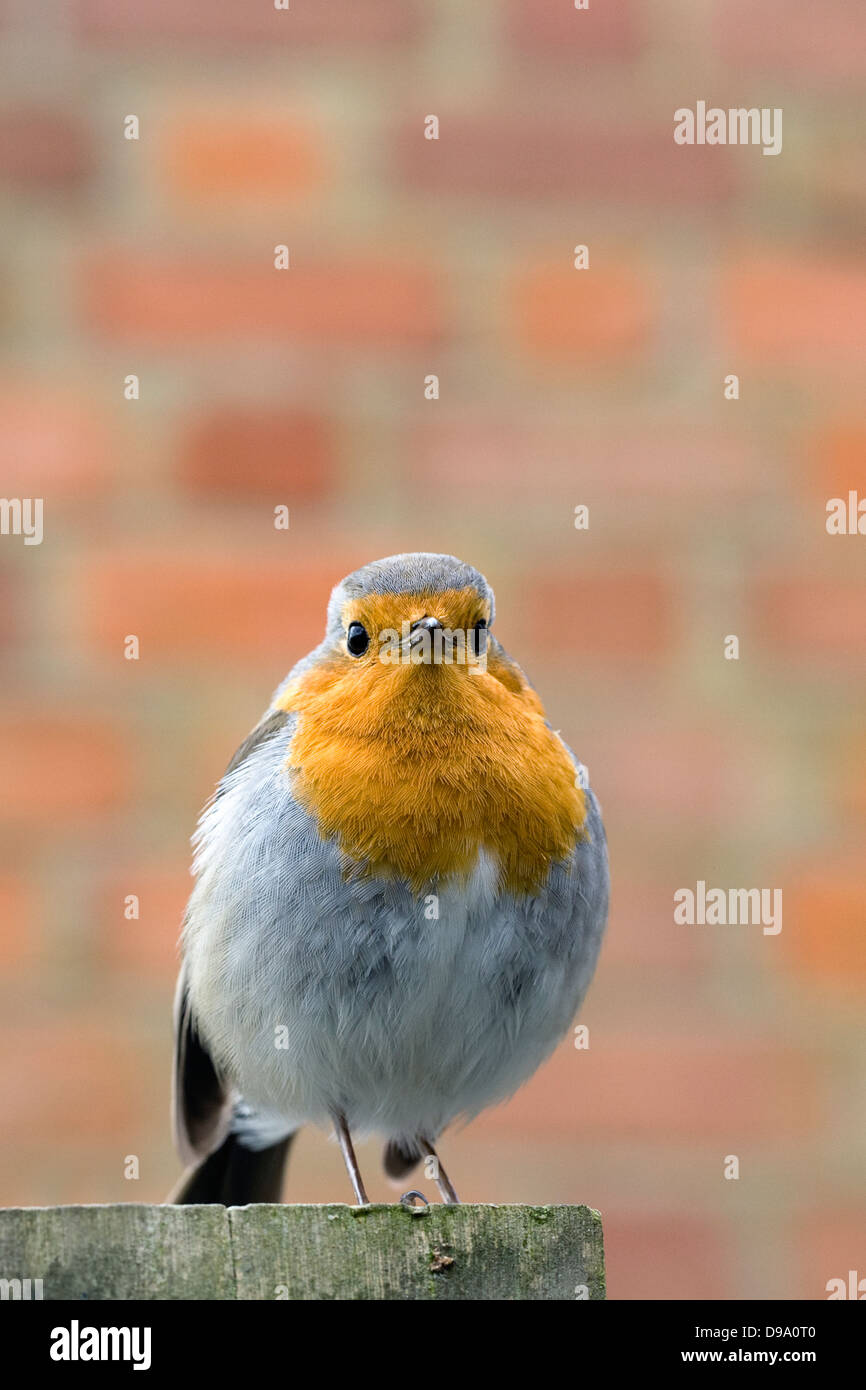 Erithacus rubecula. Robin in attesa di mealworms in un giardino inglese. Foto Stock