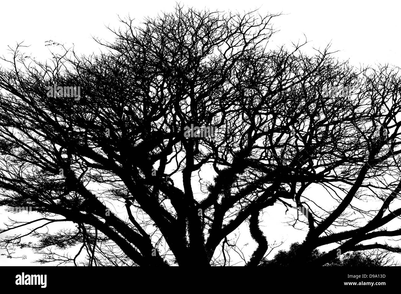 Grande albero silhouette su bianco Foto Stock