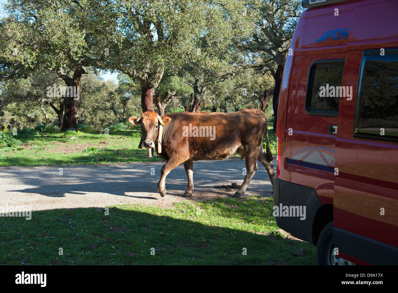 Sicilia, Italia , il Camping, Kuehe, Korkeichenwald, Madonie, Geraci Siculo, Sizilien, Italien Foto Stock