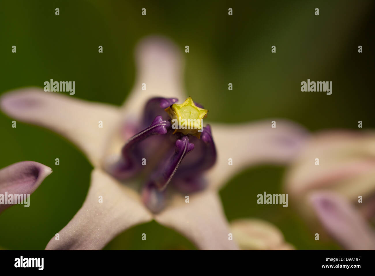 Corona di fiori Foto Stock