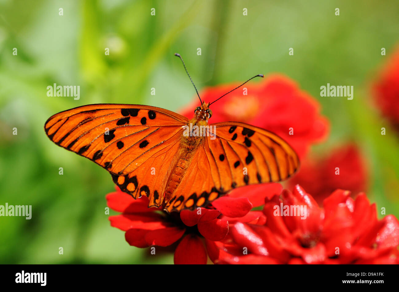 Bel colore arancione farfalla su un fiore rosso Foto Stock