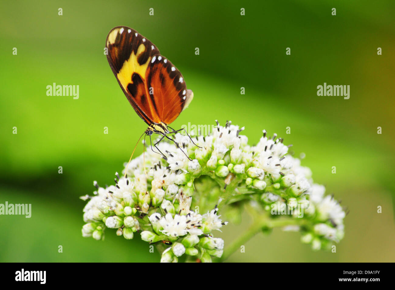 Tiger mimare butterfly alimentando in alcuni fiori bianchi Foto Stock